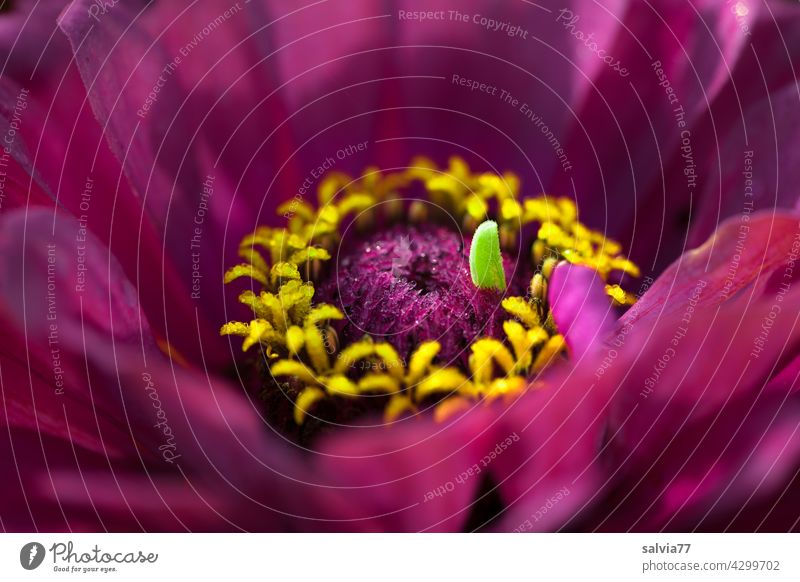 freak of nature Blossom Flower zinnia purple Blossoming Violet Nature Macro (Extreme close-up) Shallow depth of field Plant naturally Summer pretty blurriness