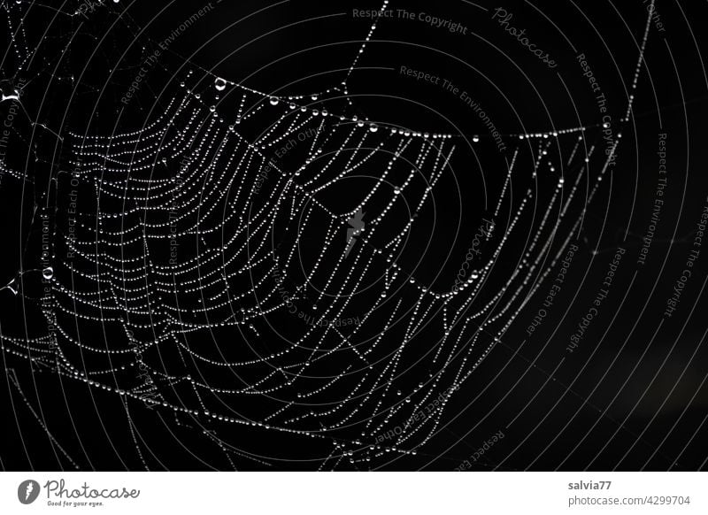 baptisers Nature Spider's web Drops of water Dew Black & white photo Macro (Extreme close-up) Net Wet Deserted Delicate Contrast