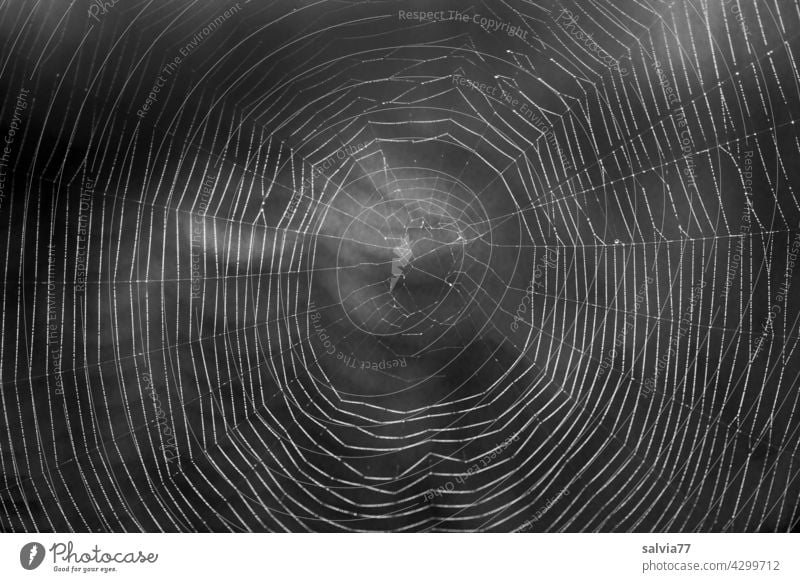 filigree work of art, spider web against the light Nature Spider's web Close-up Black & white photo bike net Net Delicate Art peril Back-light