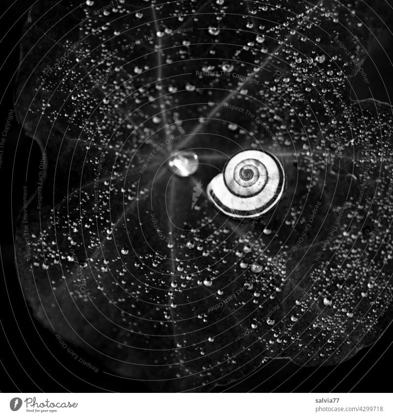Snail shell surrounded by many water drops Nature Drops of water Leaf Close-up Crumpet Macro (Extreme close-up) Black & white photo Contrast