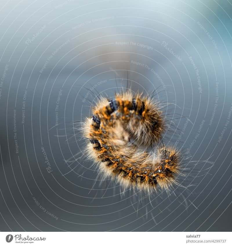 Track roller, where's the front? Nature Animal Caterpillar Insect Larva Hairy Macro (Extreme close-up) Butterfly Shallow depth of field Central perspective Coil