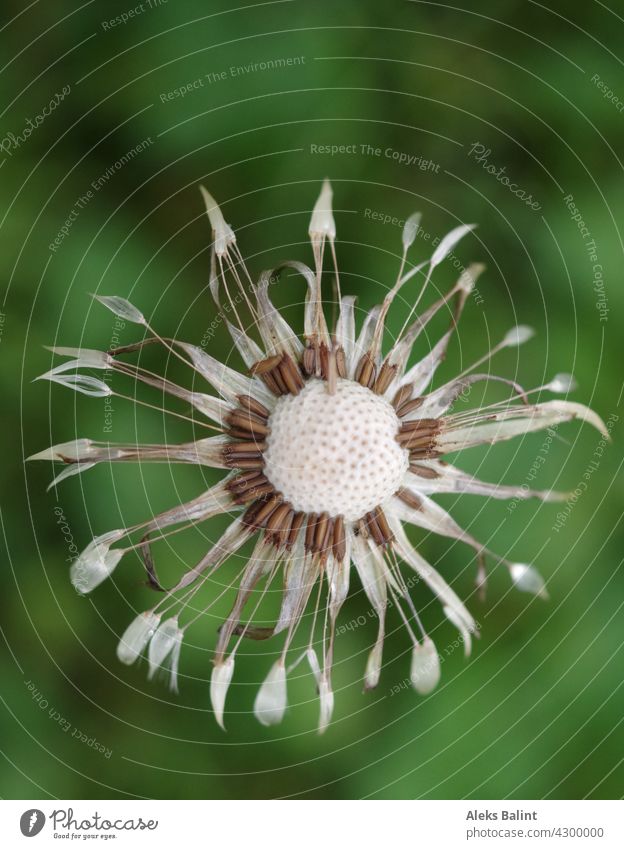 Dandelion wet from rain dandelion Macro (Extreme close-up) Close-up Exterior shot Wet Colour photo Rain Detail Blossom Wild plant Nature