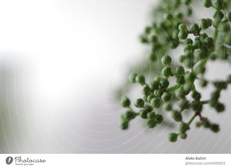 Elderberry umbel elder Elderflower Plant Colour photo Green Close-up Deserted Nature Garden Exterior shot Detail