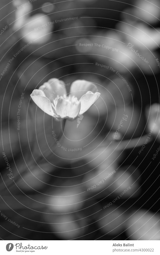 Flower in the light in black and white with bokeh Blossom Detail Macro (Extreme close-up) Close-up Black & white photo black-and-white Exterior shot blurriness