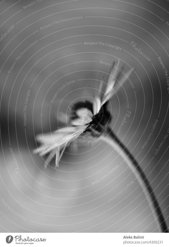 Daisies in black and white Daisy black-and-white Black & white photo Nature Exterior shot Flower Plant Blossom Macro (Extreme close-up) Close-up