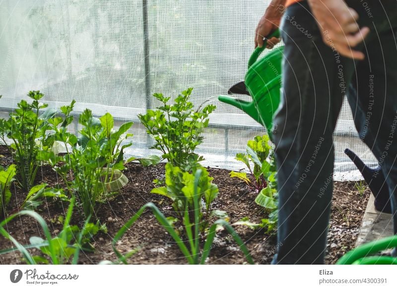 A man waters the vegetable beds in the garden with a watering can soak Garden vegetable patches Cast Summer Water hose Gardening Gardener Irrigation Green Plant