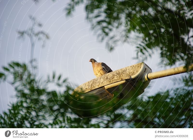 Pigeon on street light streetlamp evening light outlook Bird Town