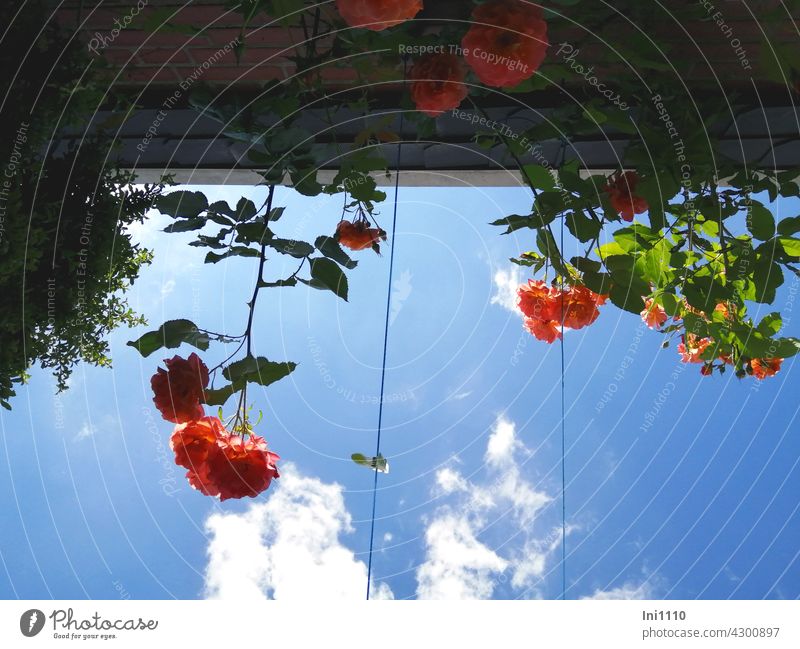 lying in the shade under the scent of roses watching the clouds pink scented rose Westerland Fragrance rose petals Rose scent beguiling Illuminate Orange