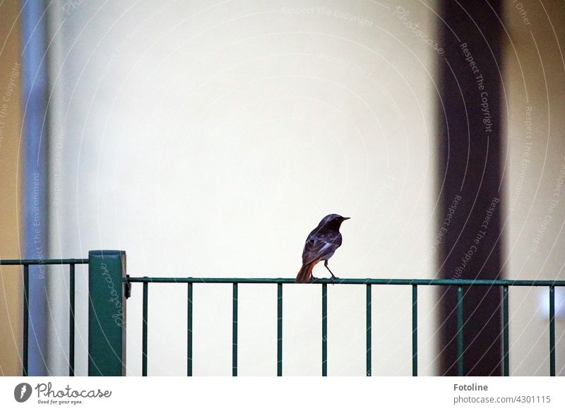 A redstart sits on a metal fence and posts for photoline. Bird Nature Animal Exterior shot Colour photo Deserted Day Wild animal 1 Environment