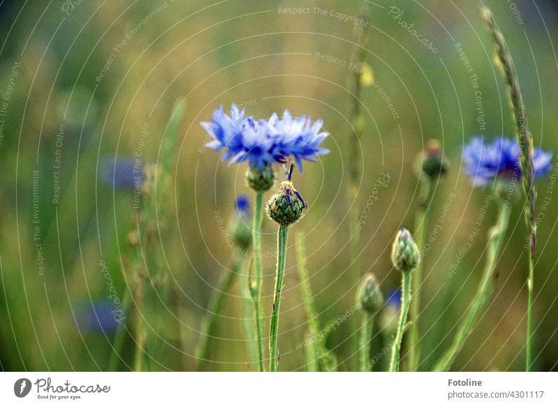 That blue! Fotoline just ALWAYS has to stop at cornflowers. They are so beautiful! cornflower field Nature Summer Plant Field Exterior shot Colour photo