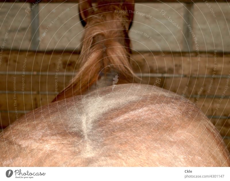 Horse, back Horseback Barn Animal Stable Mane Farm Mammal Head ears riding horse Pelt Wall (barrier) Ride Brown Rural Ranch horse farm Stud Sports