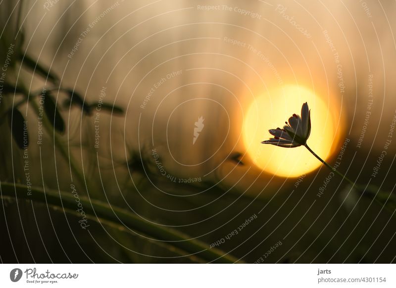 evening mood Flower Meadow Evening Moody Sun Sunset Summer Nature Exterior shot Colour photo Plant Sunlight Deserted Back-light Twilight Environment