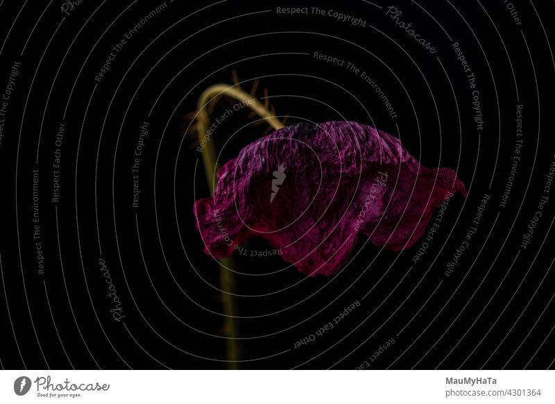 dried poppy on a black background Dried flower Plant Flower Nature Colour photo Poppy capsule Interior shot Beautiful