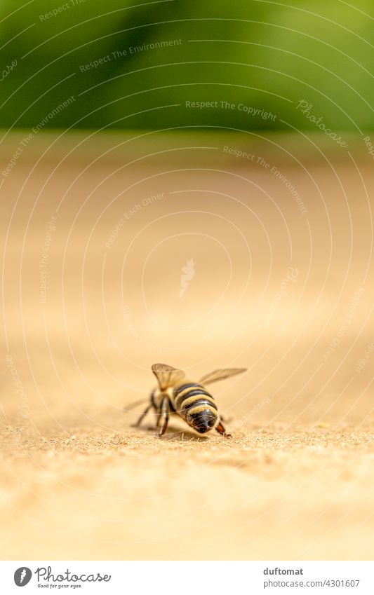 Macro photo of a bee from behind Bee Nature naturally Insect insects Animal Macro (Extreme close-up) Close-up Grand piano Pollen Exterior shot Nectar Honey