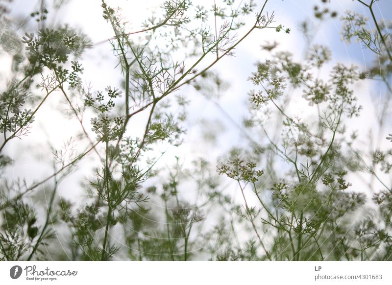 background of corriander plants against the blue sky and sun Sky Field Feminine Warmth Firm Hope Freedom Contrast Low-key Mysterious Dream Emotions calmness