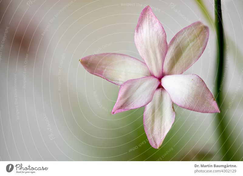 Rhodohypoxis milloides, grass star from South Africa; summer rainfall area of Capensis Grasstern Plant Blossom Geophyte perennial shrub from the Capensis