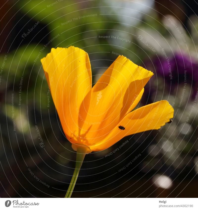 Flower of the California poppy in backlight with a small black creepy crawly on the petal Poppy California red poppy nightcap California Poppy poppy plant