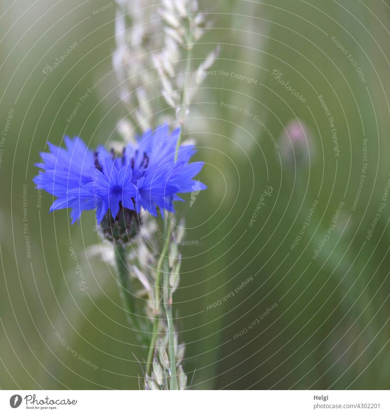 cornflower blue - close-up of a cornflower on a blade of grass Cornflower Flower Blossom Grass Plant Wild plant Summer Cornfield Nature Exterior shot