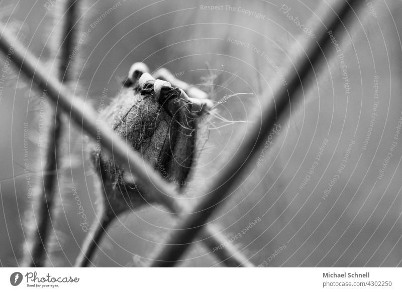 Seed capsule in the middle of more flower stalks Stalk Capsule Plant Macro (Extreme close-up) Detail Shallow depth of field Nature Lines and shapes