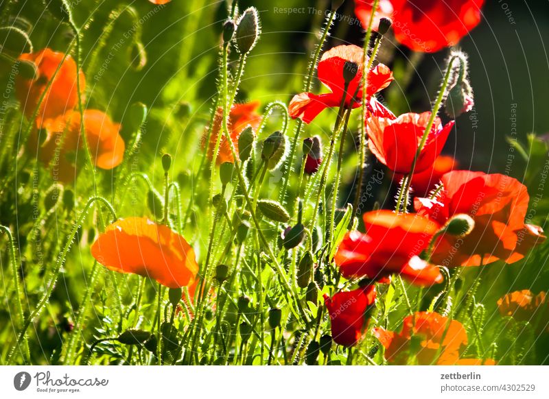 Poppy again Evening Branch Tree Blossom leave Dark Twilight Relaxation awakening holidays spring Spring spring awakening Garden Sky allotment Garden allotments