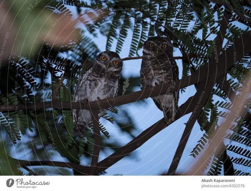 Baby Owl sitting on tree , Night photography Owl birds Bird of prey Animal Councilor Owl eyes Eyes White Owl animals Straw Owl Screech Owl ghost owl Hobby Owl