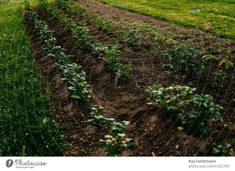 young plants growing in line on field agriculture countryside crop cultivation day daylight development farm farming food gardening green growth harvest