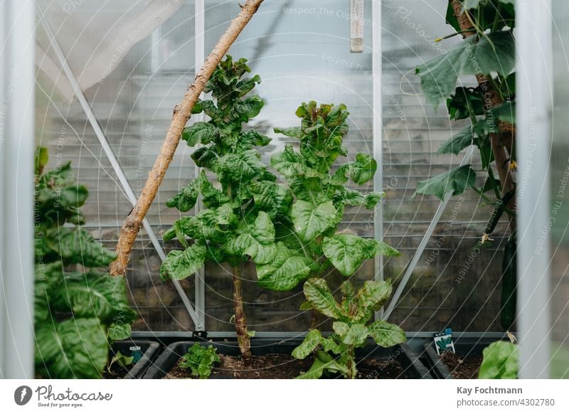 growing lettuce in glass house agriculture eating farming food food group freshly freshness garden gardening glasshouse greenhouse grown harvest harvesting