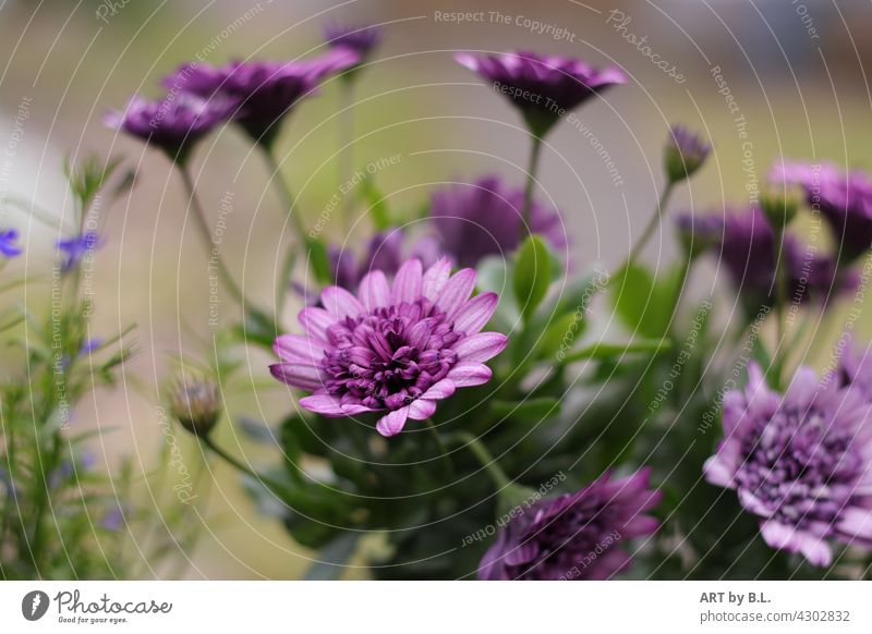 Flower impression purple blossoms Unique specimen Garden Nature flora floral flower