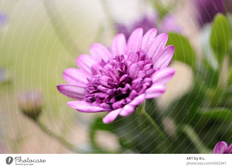 Flower impression purple blossoms Unique specimen Garden Nature flora floral flower