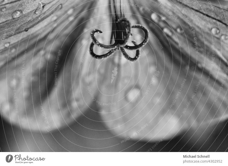 Flower and its stamens Blossom petals black-white Black & white photo Spring Close-up macro naturally Hanging lamp Interior shot inboard flexed Arch Detail