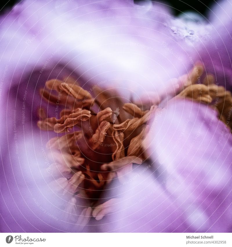 Stamens in a flower Blossom purple purple pink stamens Flower Nature Violet Blossoming Shallow depth of field blurriness Macro (Extreme close-up) Spring inner