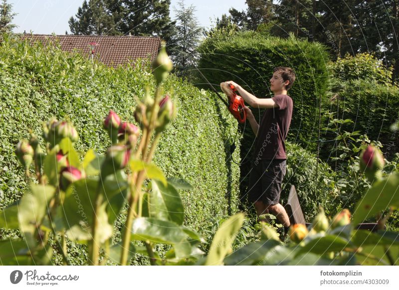 Teen cutting hedge Hedge hedge trimming Garden Bushes hedge plant Hedge shears cut hedges Power Saw ornamental garden teenager Young man Gardening Horticulture