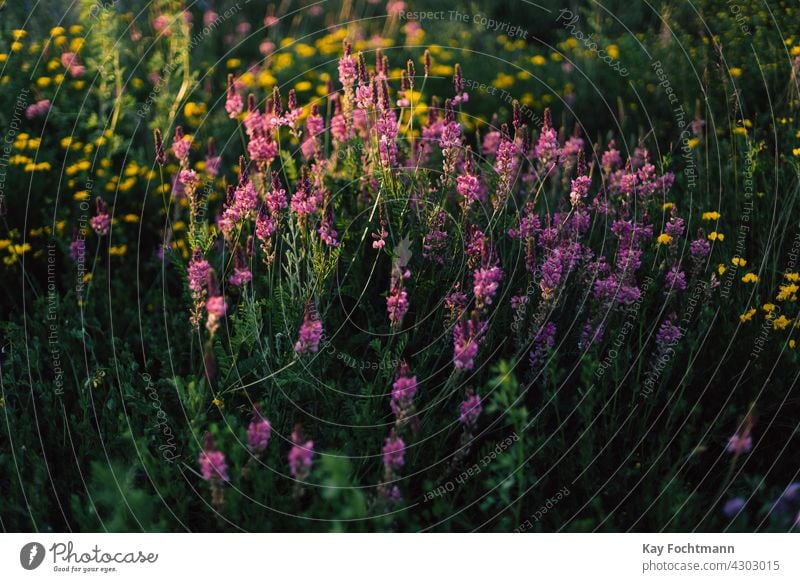 pink wild flowers on meadow abundance background backgrounds beautiful beauty in nature bloom blooming blossom calm color colored colorful countryside day