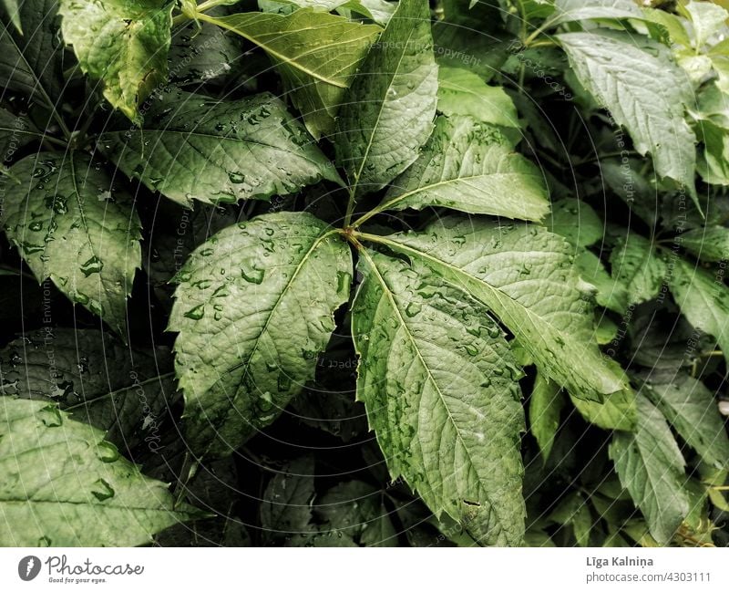 Raindrops on leaves Rainy Wet Leaves Summer Green Nature Greenery Weather background raindrops Drops of water Rainy weather rainy Close-up Detail rainy day wet