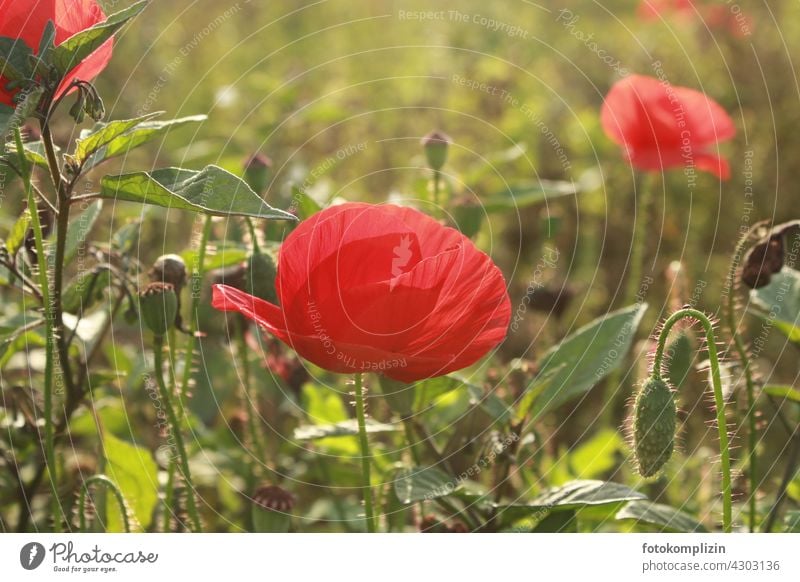 poppy blossoms Poppy Poppy blossom Flower Meadow Blossom Poppy field Corn poppy poppy meadow red poppy Red poppy seed capsules Summer Plant Nature Exterior shot