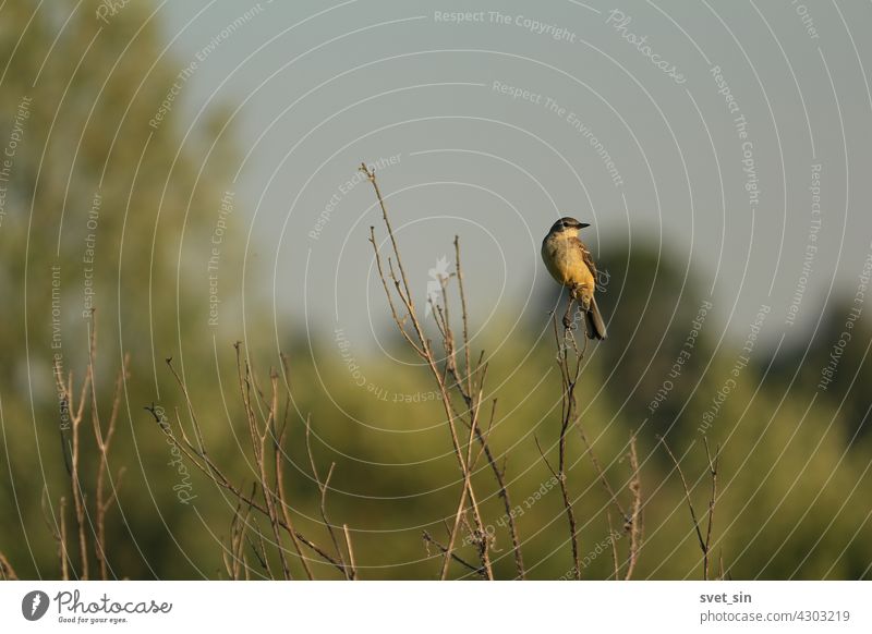 Yellow Wagtail, Motacilla flava, 	Blue-headed Wagtail, Western Yellow Wagtail. Yellow songbird is sitting on a dry plant on a summer evening against the background of the sky.