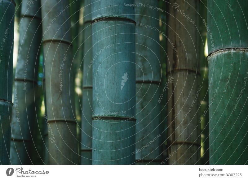 Close up of bamboo trunks in mystical forest at Arashiyama in Kyoto, Japan tree garden kyoto abstract arashiyama zen spa pattern texture nature leaf green asia