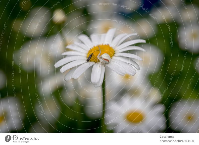 Crab spider and beetle on a daisy Nature flora fauna Spider variable crab spider Thomisidae Beetle Insect Plant Blossom margarite Garden Day daylight Summer