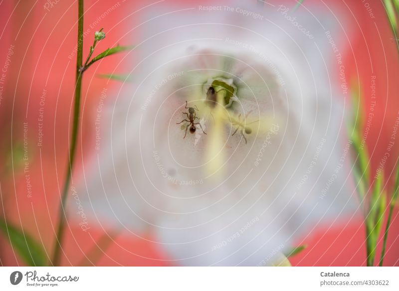 Ants in a bellflower Nature flora fauna Insect Plant Flower Bluebell blossom Crawl Day daylight Garden Summer White Pink