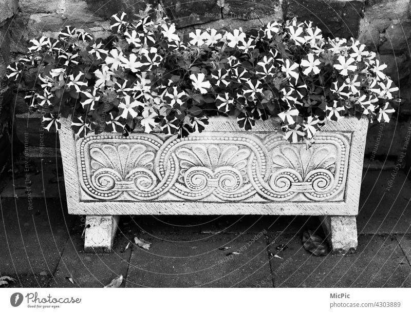 Flowers in box black and white flowers beautification Roadside Deserted Decoration Window box Ornament Tub Black & white photo Exterior shot Flowerpot Facade