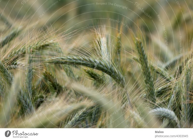 Close up of young green wheat on the field nature plant grow growth agriculture closeup background farm fresh cereal rural seed spring summer beautiful beauty