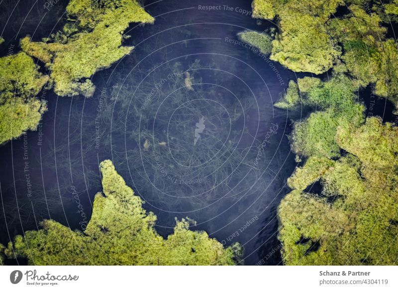 Pond with water plants Weier Lake River Algae Duckweed Overgrown overgrown tilted aquatic plants Habitat Green Water Nature Brook Exterior shot Colour photo