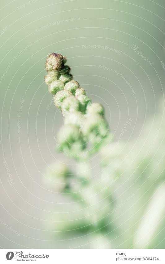 Hairy curl from a fern that has yet to develop. Fern Plant naturally Wild plant Growth Nature Green Potential curled Deploy Foliage plant Rotate Spiral Light