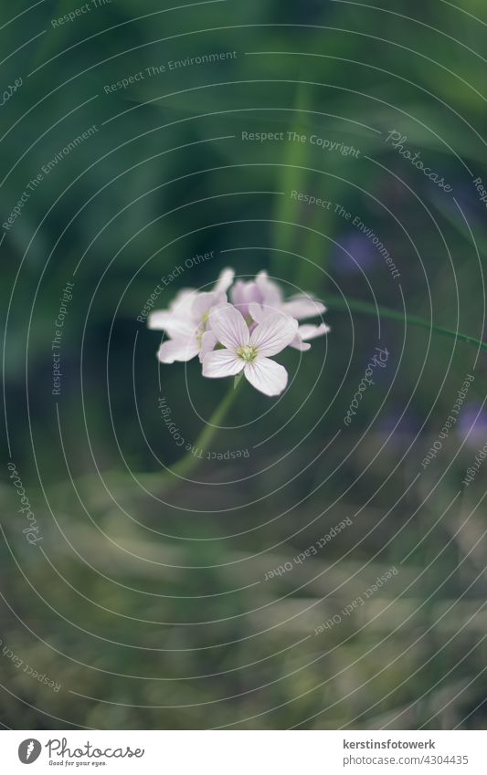 Meadowfoam discovered in the grass purple Flower Blossom lady's smock Macro (Extreme close-up) Nature Colour photo Garden Shallow depth of field Spring Violet