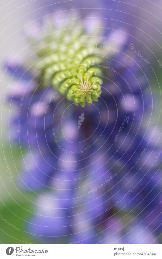 Lupine in growth. The lupinus is developing. Lupin blossom Pastel tone Decent Flower Plant Nature Blossoming Touch Violet Detail Shallow depth of field