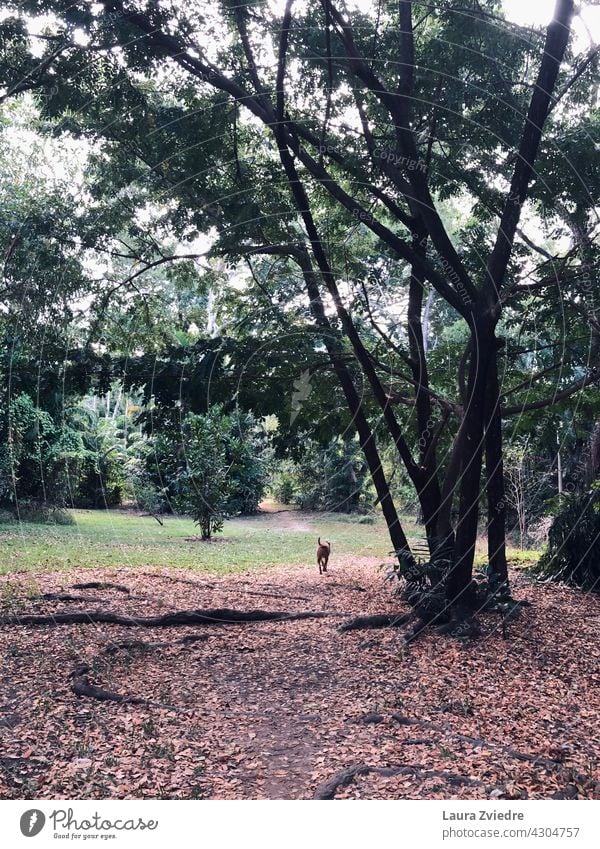 Walk in the park Walking Tree Tree bark old tree Nature forest Exterior shot green Tropical Tree trunk Plant Green Environment Growth Light Colour photo Day