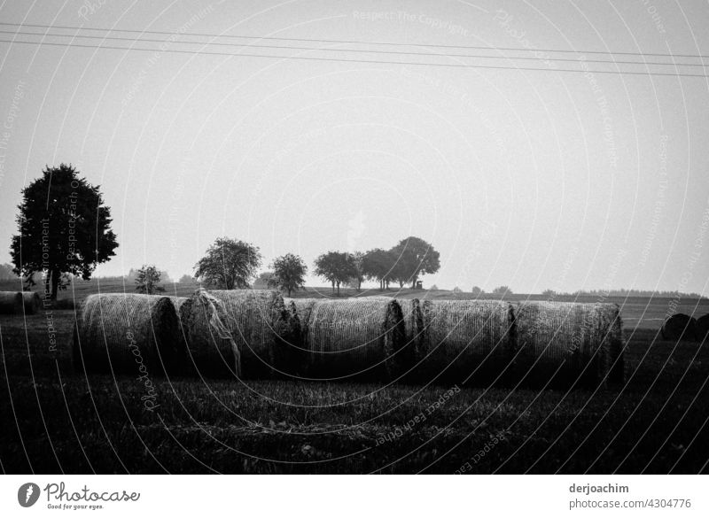 The grain is ready to be loaded. In the background there is a group of trees.  In SW. Grain Summer Nature Harvest Wheat Agriculture Cornfield Ear of corn Plant