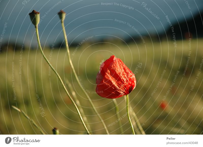 Poppy seed in cornfield 2 Red Green Cornfield Flower Blossom Blue