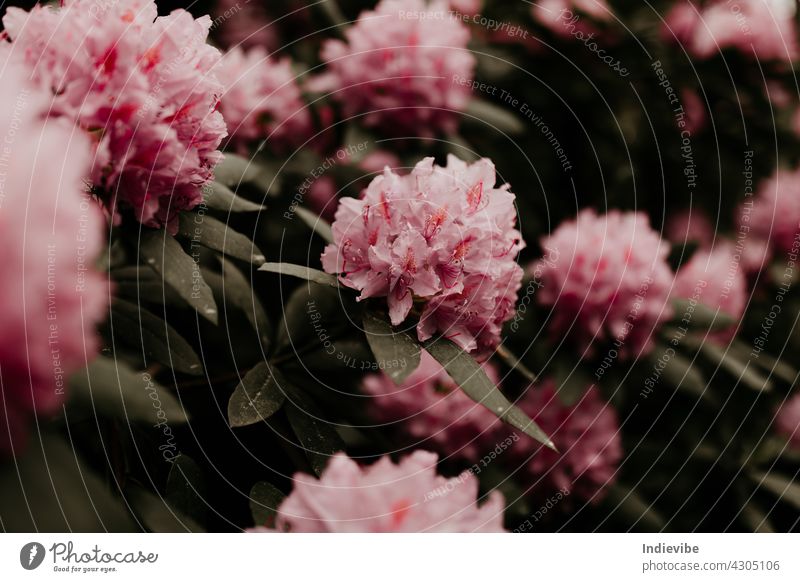 Pink rhododendron flower heads on stem with green leaves on a bush. Floral close up, macro photo. pink flowers nature spring blossom garden plant bloom tree