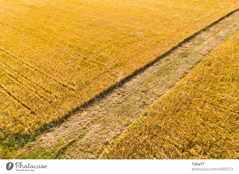 The field acre Agriculture Farmer Wheat Wheatfield wheat fields Arable land Yellow